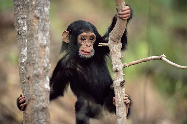 животные, обезьяны, шимпанзе - обои на рабочий стол