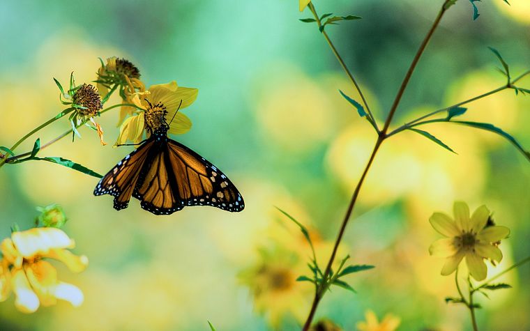 природа, бабочки - обои на рабочий стол