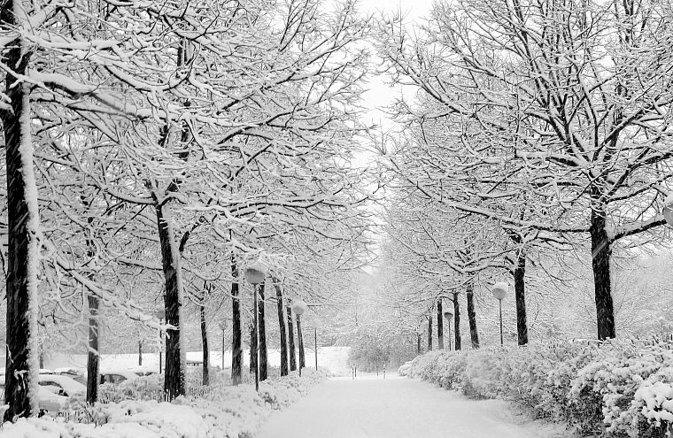 зима, снег, деревья, дороги, парки - обои на рабочий стол