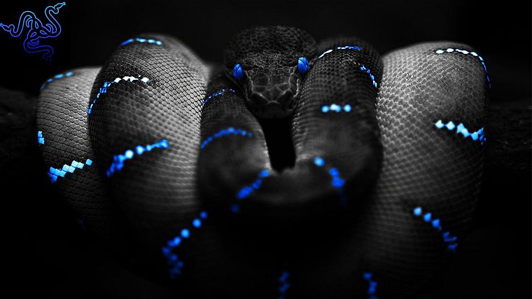 голубые глаза, змеи, Razer - обои на рабочий стол