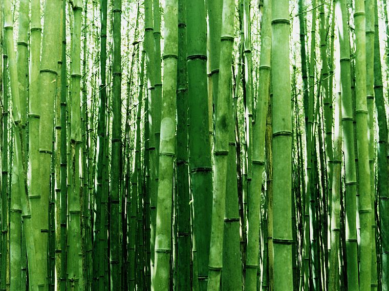 природа, бамбук - обои на рабочий стол