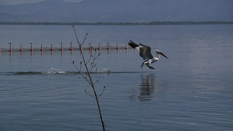 природа, животные, Греция, озера, Македония, пеликаны, Керкини, Керкини озеро - обои на рабочий стол