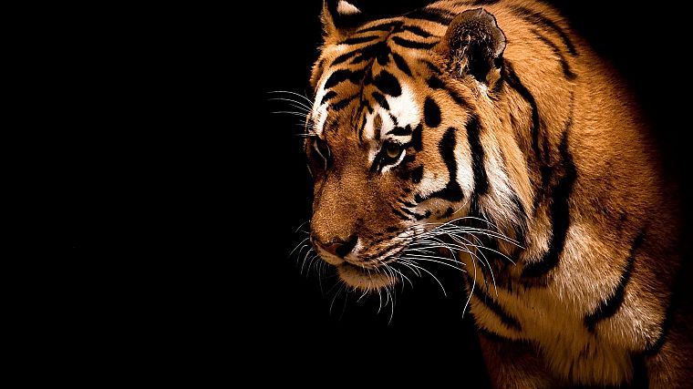 животные, тигры, темный фон - обои на рабочий стол