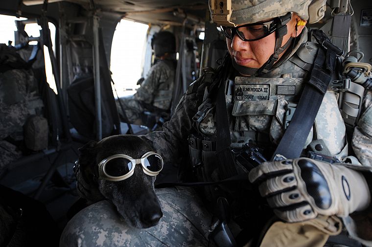 солдаты, армия, военный, животные, собаки - обои на рабочий стол