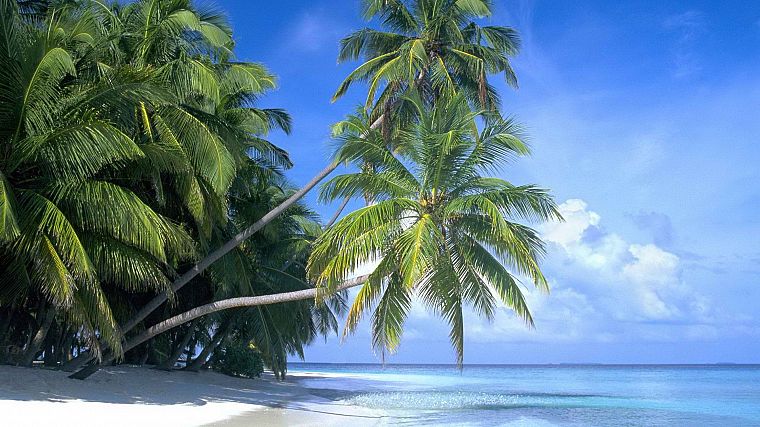 рай, острова, пальмовые деревья, пляжи - обои на рабочий стол
