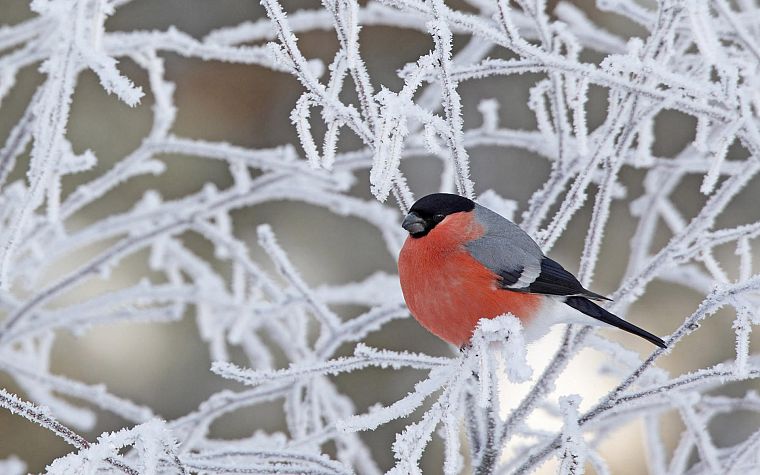 зима, птицы, снегирь - обои на рабочий стол