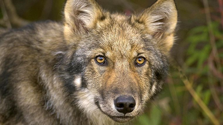 животные, Лесоматериалы волк - обои на рабочий стол