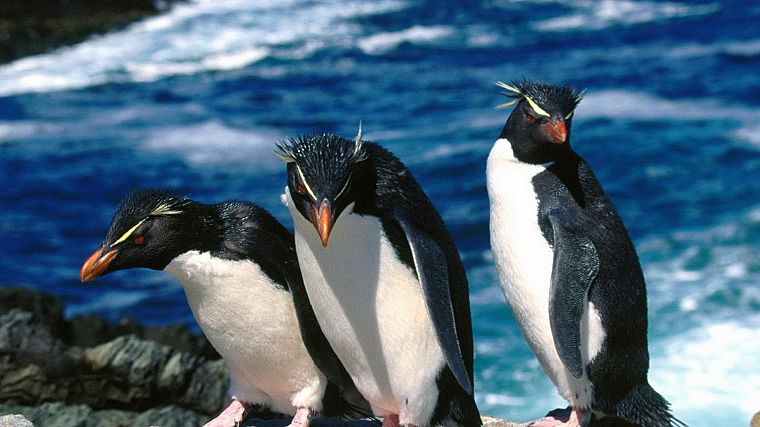 птицы, пингвины, Rockhopper пингвины - обои на рабочий стол