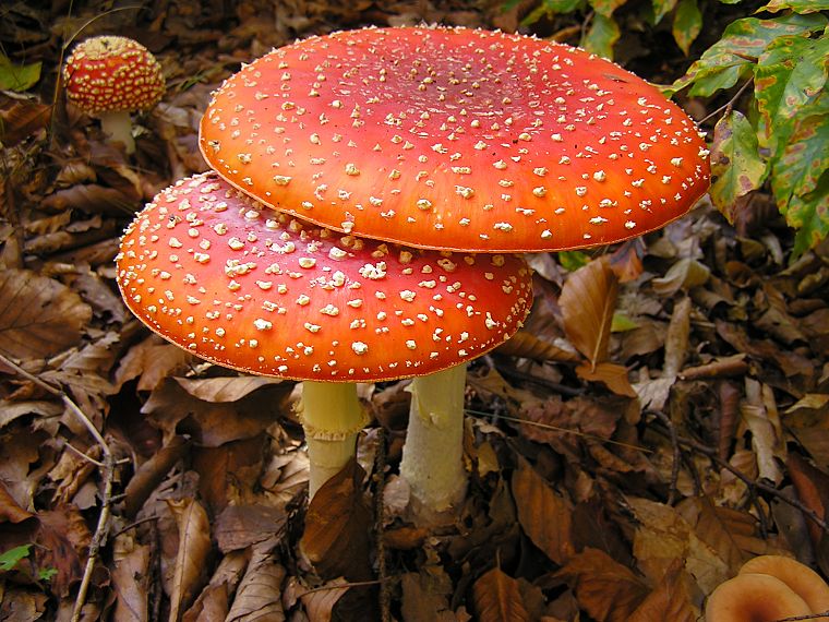 грибы, Мухомор грибы - обои на рабочий стол