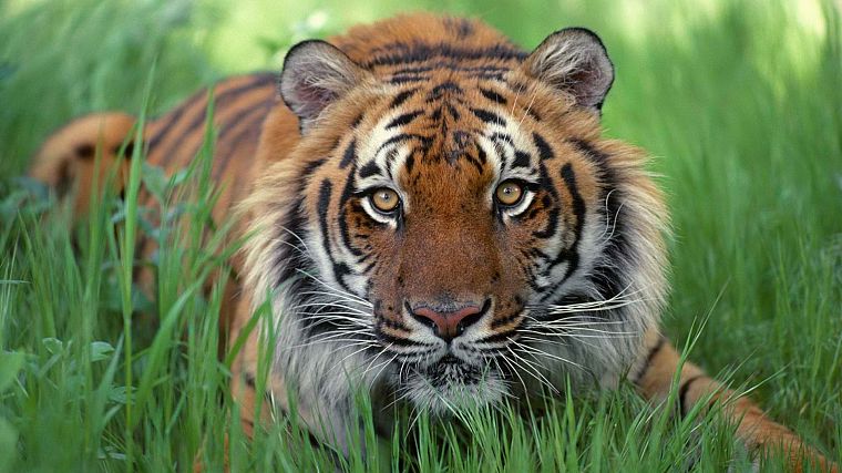 животные, тигры, Бенгальские тигры - обои на рабочий стол