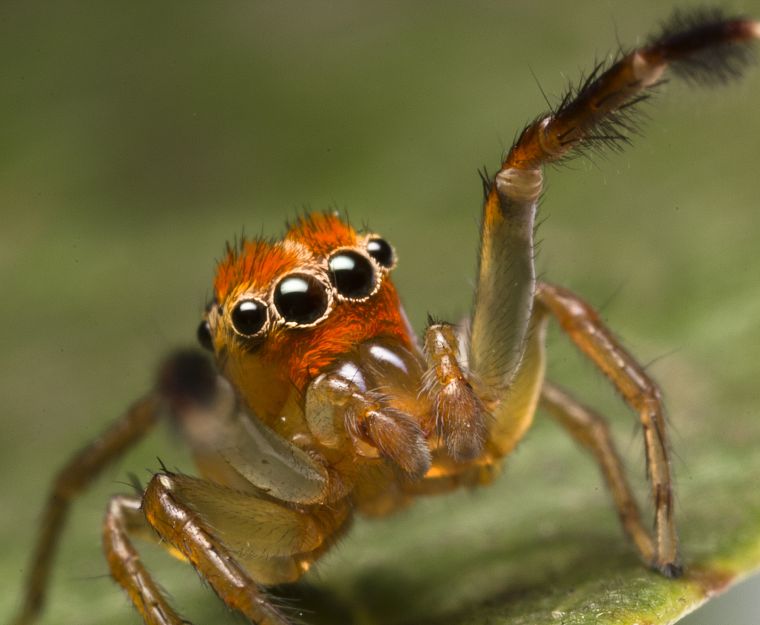 животные, насекомые, макро, пауки, паукообразные - обои на рабочий стол