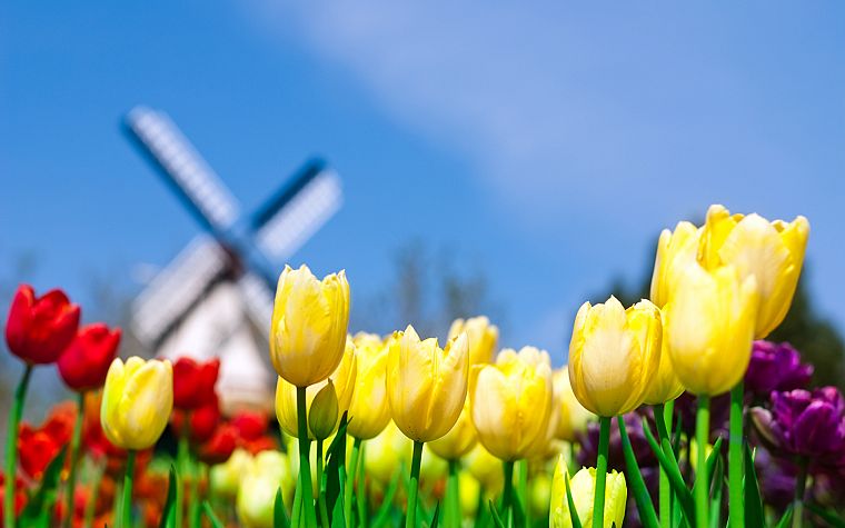 природа, цветы, тюльпаны, Голландия, Нидерланды - обои на рабочий стол