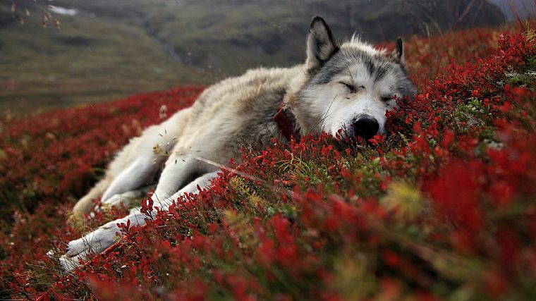 красный цвет, цветы, животные, собаки, на открытом воздухе, спальный, воротник, волки - обои на рабочий стол