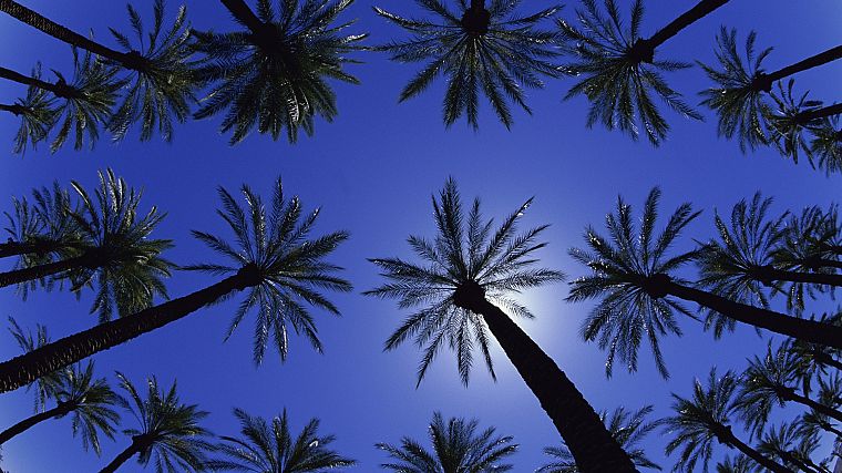 Калифорния, пальмовые деревья - обои на рабочий стол