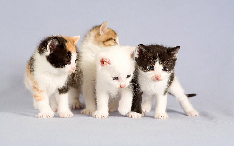 кошки, животные - обои на рабочий стол
