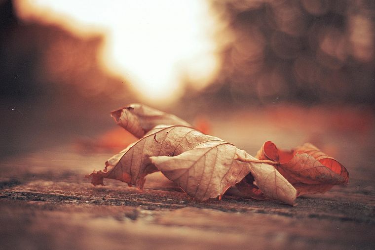 осень, оранжевый цвет, листья, глубина резкости, опавшие листья - обои на рабочий стол