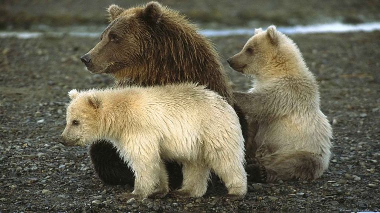 животные, Аляска, медведи, Национальный парк, ребенок животных - обои на рабочий стол