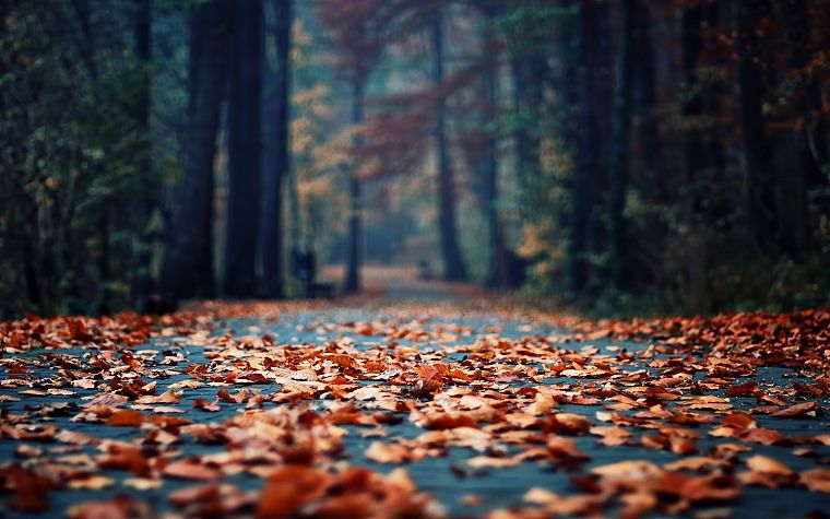 осень, дерево, листья, глубина резкости, опавшие листья - обои на рабочий стол