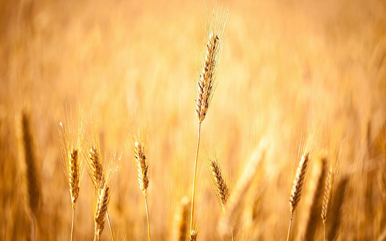 поля, пшеница - обои на рабочий стол