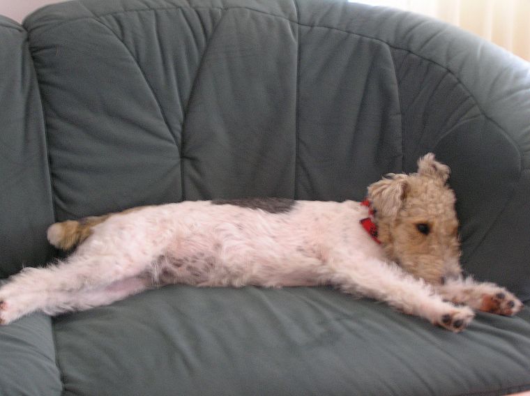 диван, животные, собаки - обои на рабочий стол