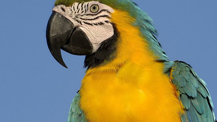 птицы, попугаи, ара, Синий и желтый ара - обои на рабочий стол