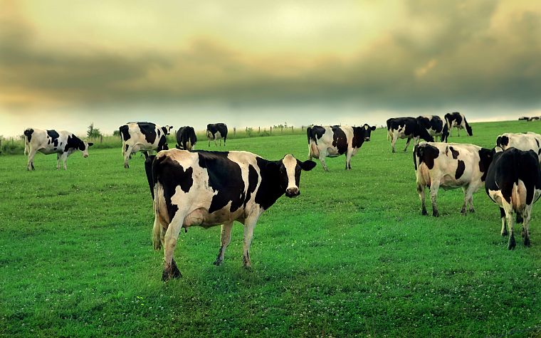 животные, трава, коровы - обои на рабочий стол