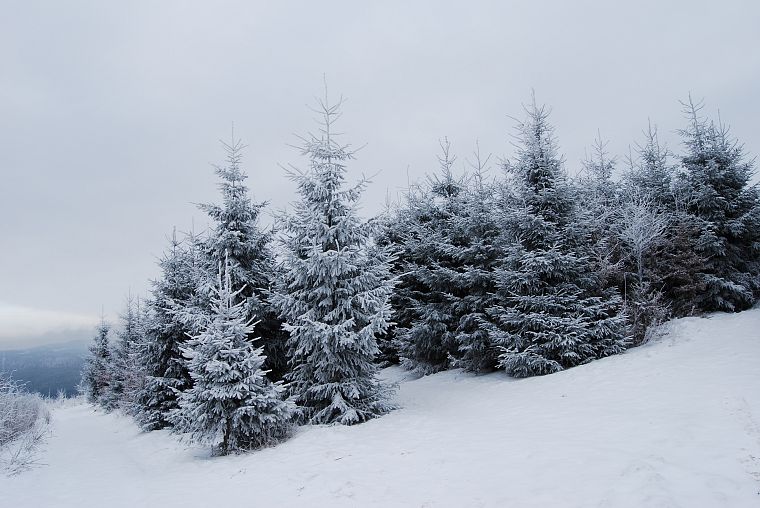 снег, деревья - обои на рабочий стол