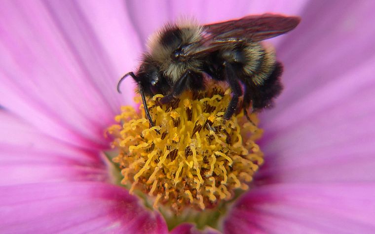 цветы, насекомые, пчелы - обои на рабочий стол