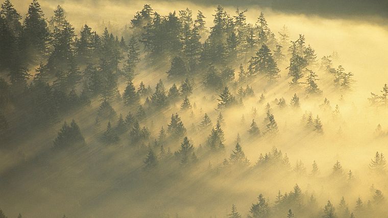 леса, туман, Национальный парк, Вашингтон, Маунт-Рейнир - обои на рабочий стол