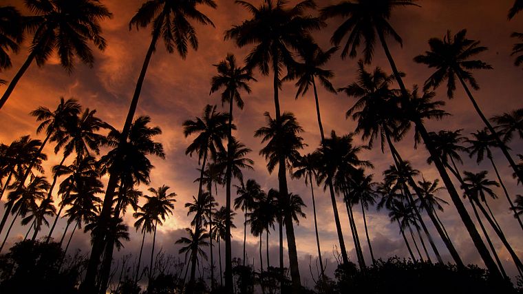 Гавайи, мечты, Кауаи, кокосовое, пальмовые деревья - обои на рабочий стол