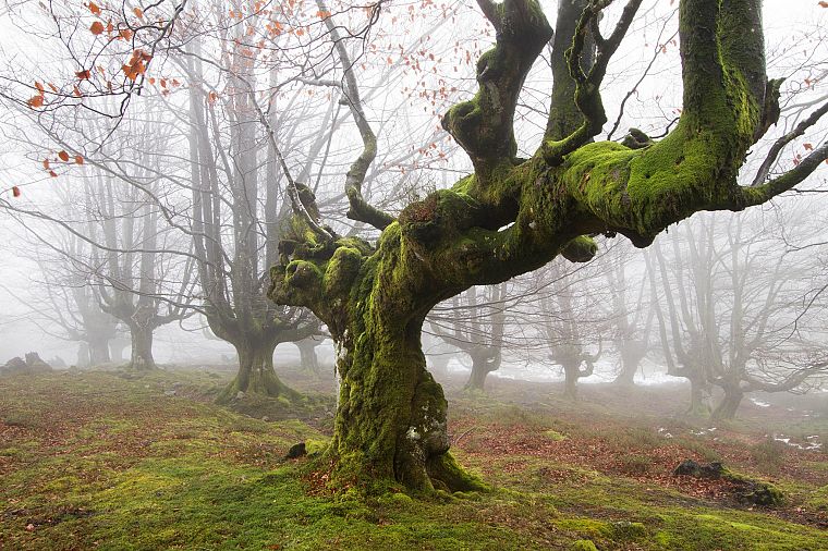 деревья, туман, мох - обои на рабочий стол