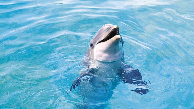 вода, дельфины - обои на рабочий стол