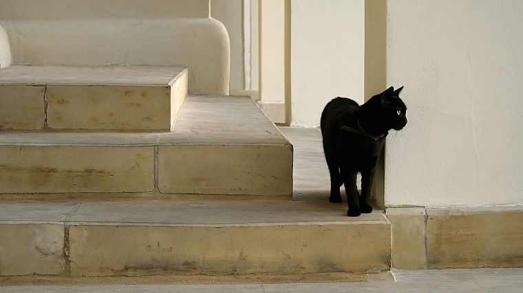 кошки, лестницы - обои на рабочий стол