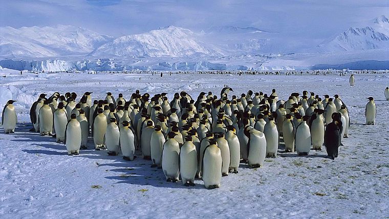 лед, снег, пингвины, император, накидки, Антарктида, море - обои на рабочий стол