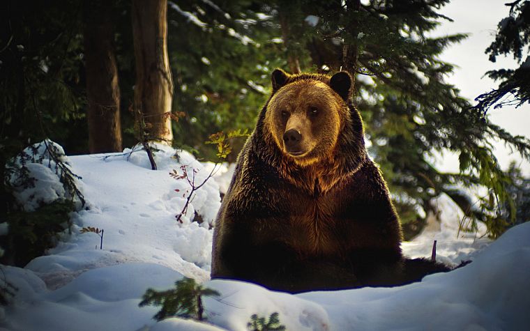 зима, снег, деревья, животные, медведи - обои на рабочий стол