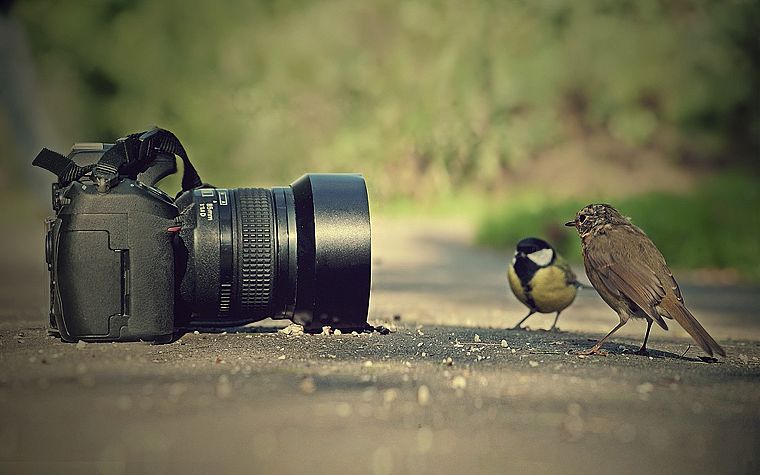 птицы, камеры - обои на рабочий стол