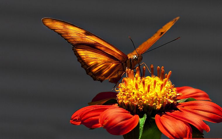 природа, цветы, макро, бабочки - обои на рабочий стол