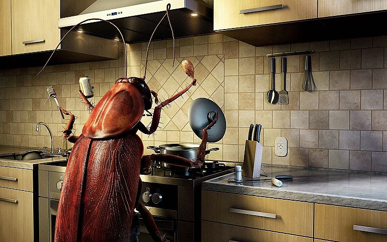 еда, кухня, ошибки, таракан - обои на рабочий стол