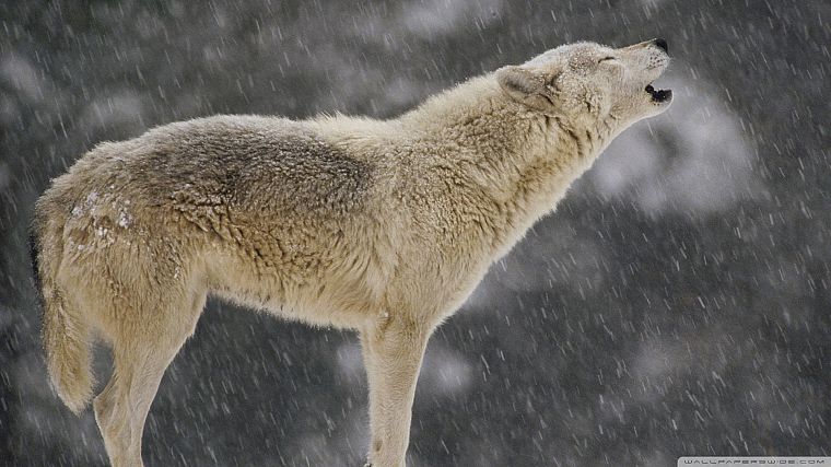 природа, животные, волки - обои на рабочий стол