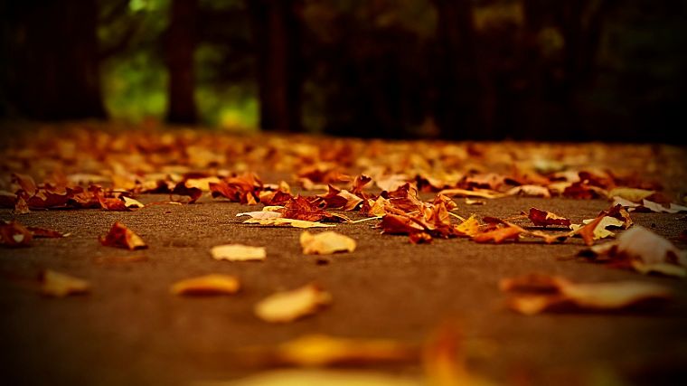 крупный план, пейзажи, природа, деревья, осень, листья, макро, глубина резкости, опавшие листья - обои на рабочий стол