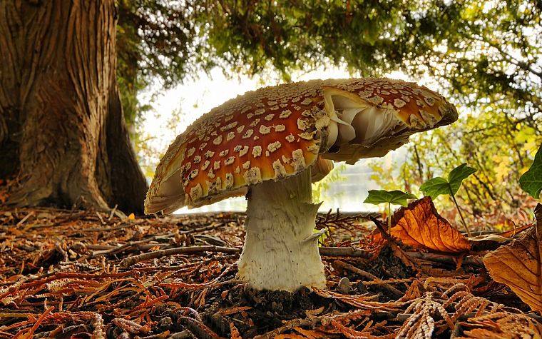 природа, грибы, Мухомор грибы - обои на рабочий стол