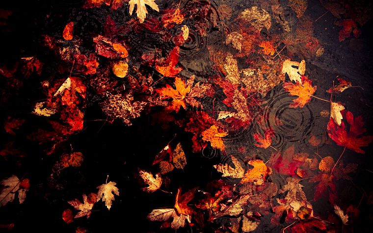 вода, осень, листья, опавшие листья - обои на рабочий стол