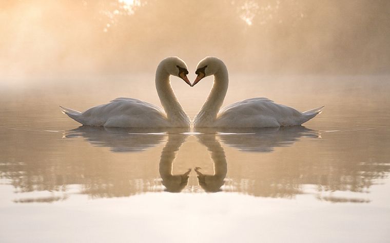 любовь, птицы, животные, лебеди, сердца, отражения - обои на рабочий стол