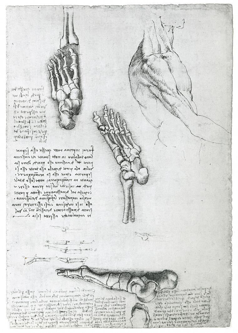 анатомия, Леонардо да Винчи - обои на рабочий стол