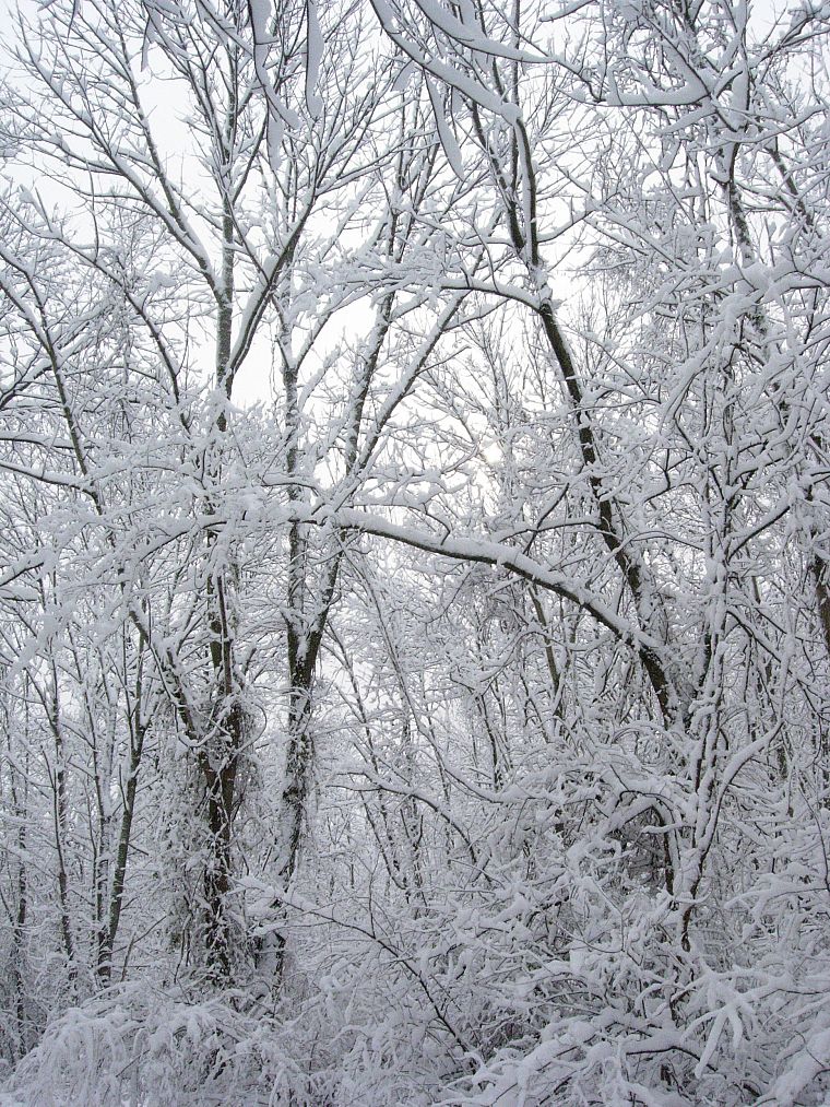природа, зима, снег, деревья, белый, леса, сезоны - обои на рабочий стол