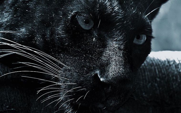 черный цвет, кошки, животные, пантеры - обои на рабочий стол