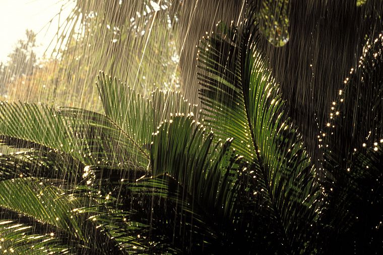 природа, деревья, дождь, джунгли, леса, растения, папоротники - обои на рабочий стол