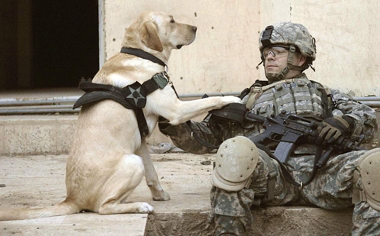 солдаты, армия, военный, животные, собаки, люди - обои на рабочий стол