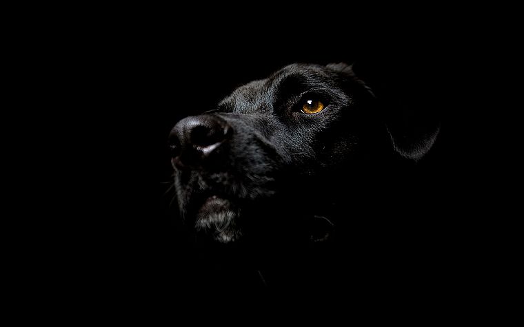 черный цвет, собаки, Лабрадор ретривер, темный фон - обои на рабочий стол