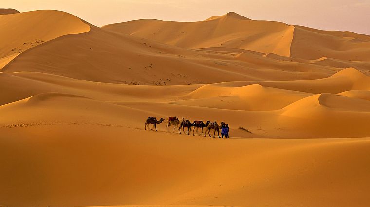 пейзажи, песок, пустыня, верблюдов - обои на рабочий стол
